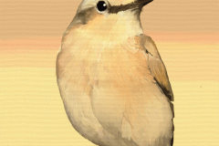 サバクヒタキ