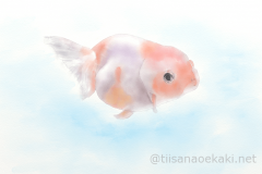2017.08_金魚
